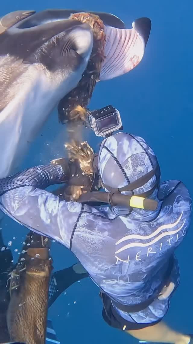Feed cover