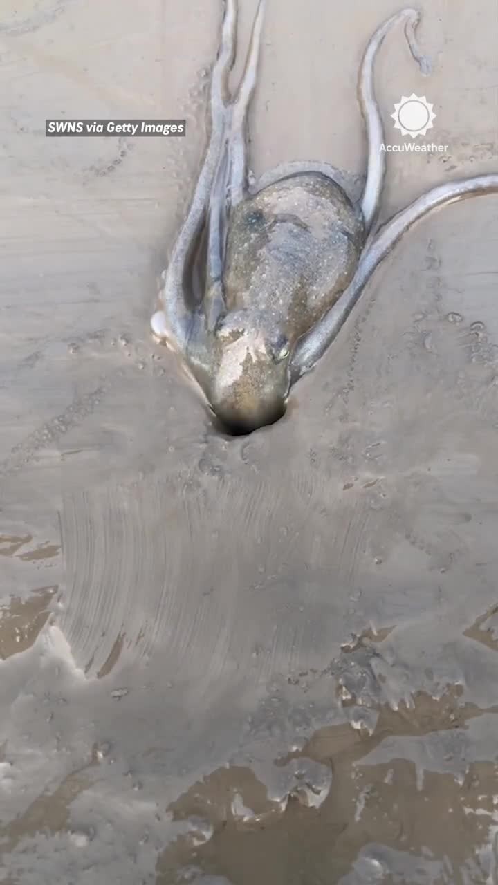 Feed cover